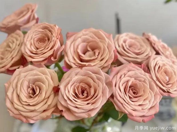 卡布奇诺月季有什么优缺点?如何养护?(图1) 卡布奇诺月季有什么优缺点?如何养护?(图1)