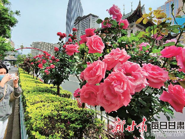 兰州玫瑰市花文化和月季景观(图2)
