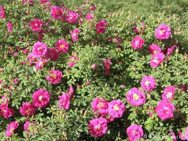 兰州玫瑰市花文化和月季景观(图3)