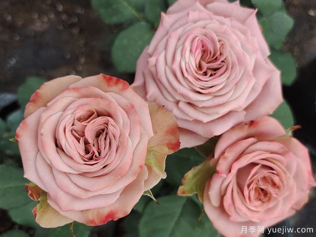 卡布奇诺月季有什么优缺点?如何养护?(图1) 卡布奇诺月季有什么优缺点?如何养护?(图2)