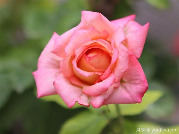 大美月季,十堰这几处的月季花海等你来观赏(图1) 大美月季,十堰这几处的月季花海等你来观赏(图1)