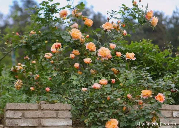 大美月季,十堰这几处的月季花海等你来观赏(图5) 大美月季,十堰这几处的月季花海等你来观赏(图5)