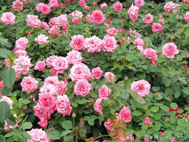 晋中月季市花文化和月季景观(图1)