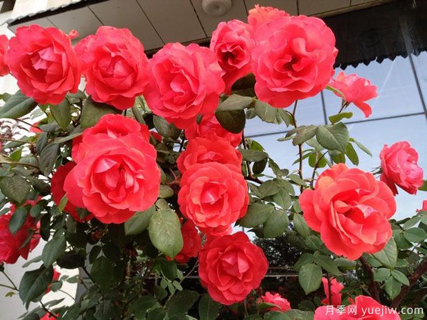 晋中月季市花文化和月季景观(图2)