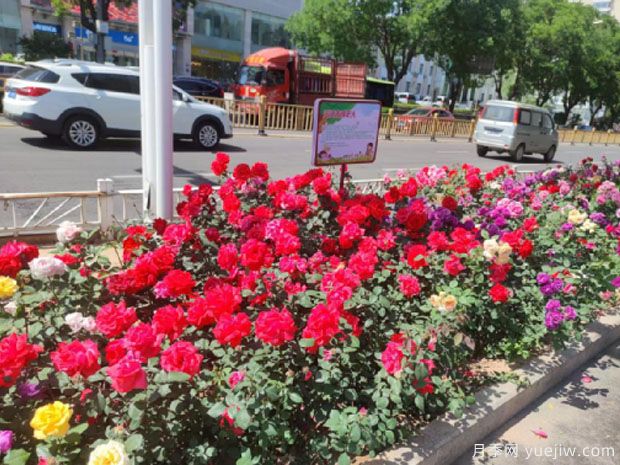 晋中月季市花文化和月季景观(图3)