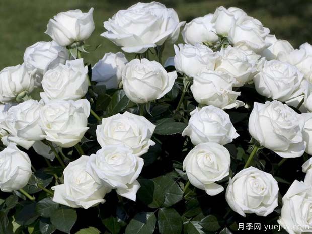 伊芙皮埃尔月季/冷香/珍妮莫罗切花版Pierre Arditi(图2)