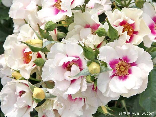 紫色见你月季/再见紫色月季(图2) 紫色见你月季/再见紫色月季(图5)