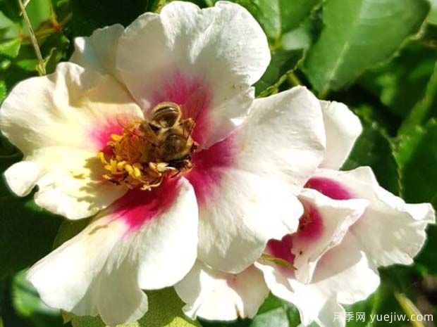 紫色见你月季/再见紫色月季(图1) 紫色见你月季/再见紫色月季(图1)