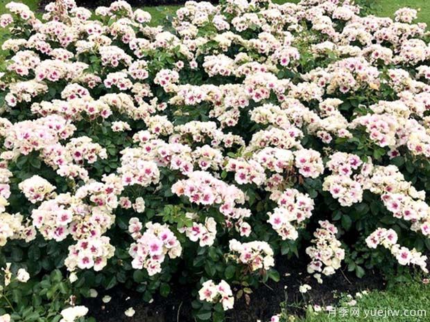 紫色见你月季/再见紫色月季(图3) 紫色见你月季/再见紫色月季(图6)