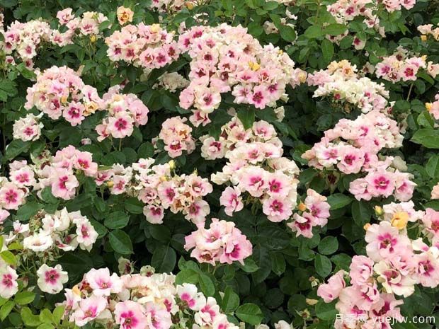 紫色见你月季/再见紫色月季(图3) 紫色见你月季/再见紫色月季(图3)