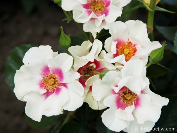 紫色见你月季/再见紫色月季(图2) 紫色见你月季/再见紫色月季(图2)