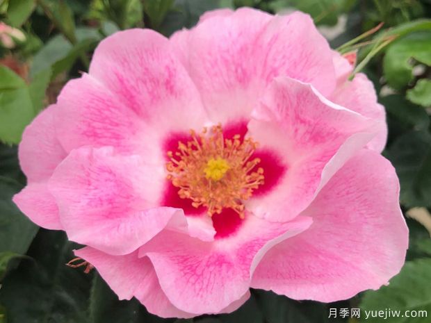 桃粉色见你月季/桃红葡萄酒月季See You in Rose(图1)