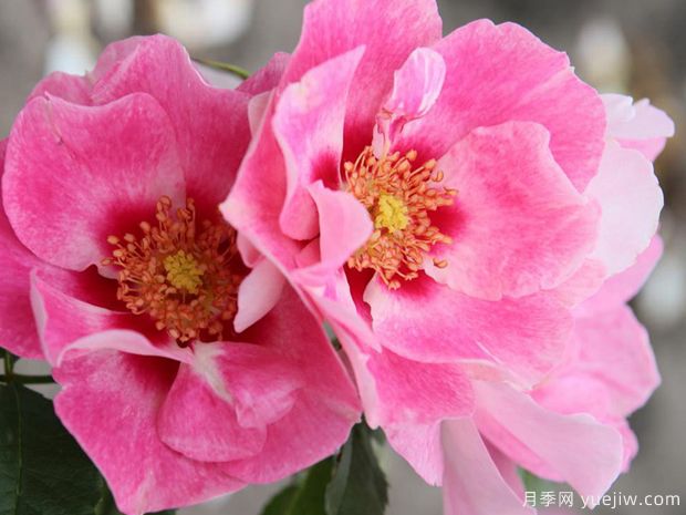 桃粉色见你月季/桃红葡萄酒月季See You in Rose(图2)