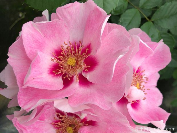 桃粉色见你月季/桃红葡萄酒月季See You in Rose(图3)