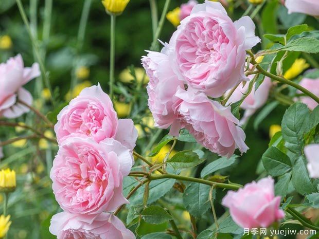 威斯利2008月季(图1) 威斯利2008月季(图2)