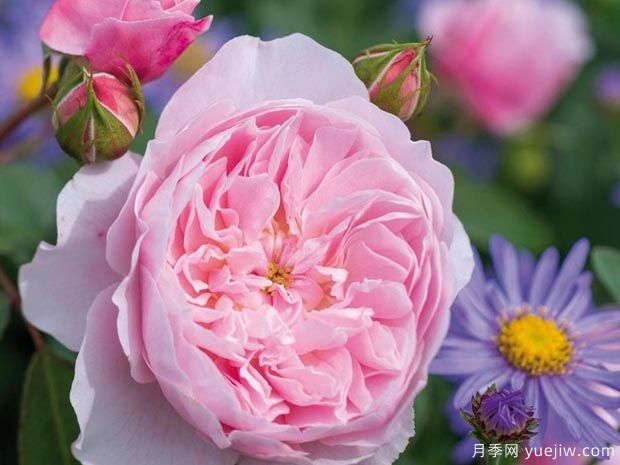 威斯利2008月季(图3) 威斯利2008月季(图3)