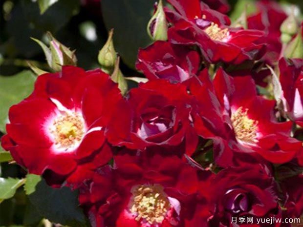 旋转木马玫迪兰月季/洛薇塔月季(图2) 旋转木马玫迪兰月季/洛薇塔月季Lovita de Meilland(图2)