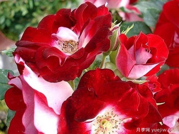 旋转木马玫迪兰月季/洛薇塔月季(图1) 旋转木马玫迪兰月季/洛薇塔月季Lovita de Meilland(图1)