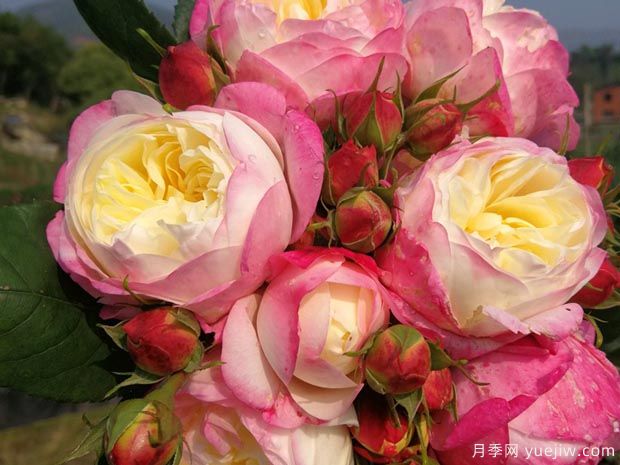 和室月季(图1) 和室月季(图1)