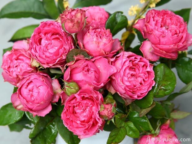 细波涟漪月季的优缺点是什么？(图1)