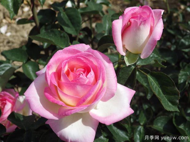 月季入门品种推荐:切花朱丽叶、摩纳哥公主、摩纳哥公爵(图2) 月季入门品种推荐:切花朱丽叶、摩纳哥公主、摩纳哥公爵(图2)