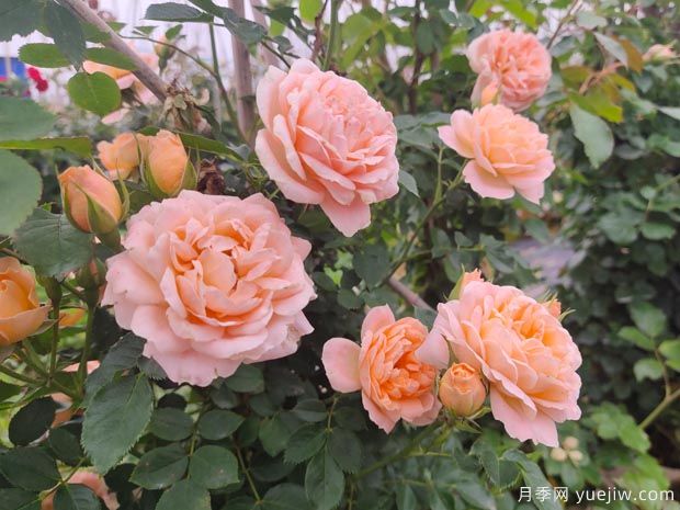 甜梦月季有哪些优缺点？(图1)