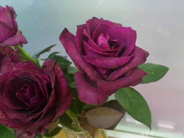 紫色迷情月季(图1) 紫色迷情月季/泄密月季(图1)