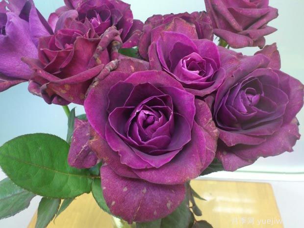 紫色迷情月季(图2) 紫色迷情月季/泄密月季(图2)