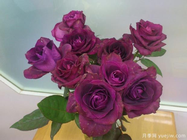紫色迷情月季(图3) 紫色迷情月季/泄密月季(图3)