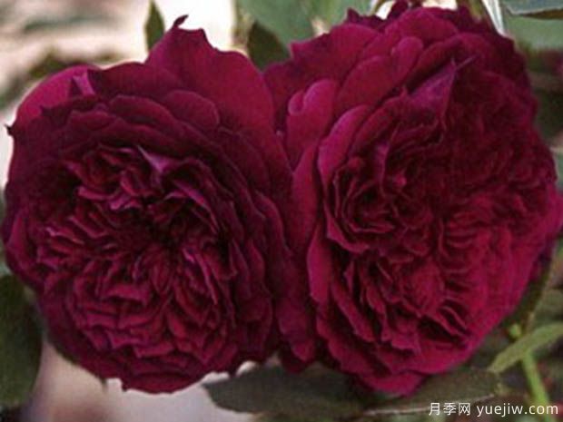 久美子月季(图1) 久美子月季(图1)