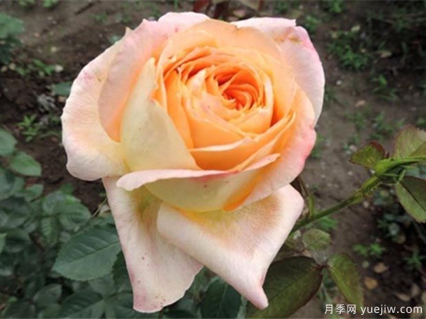 上海之春月季(图3) 上海之春月季(图3)