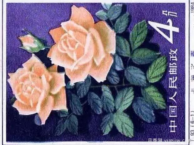 上海之春月季(图4) 上海之春月季(图4)