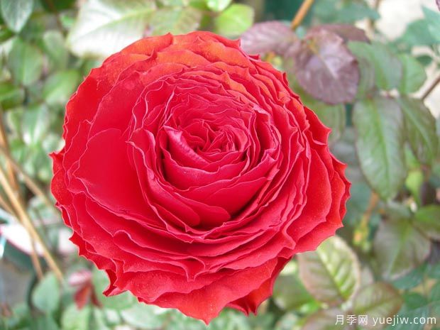 月季育种家：​荷兰特拉尼古拉月季公司(Terra Nigra)(图1)