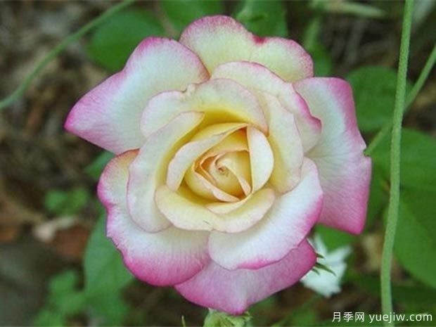 小步舞曲月季(图1)