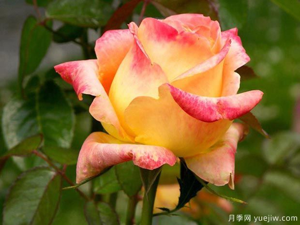 彩纸月季/康菲帝月季(图1) 彩纸月季/康菲帝月季(图1)