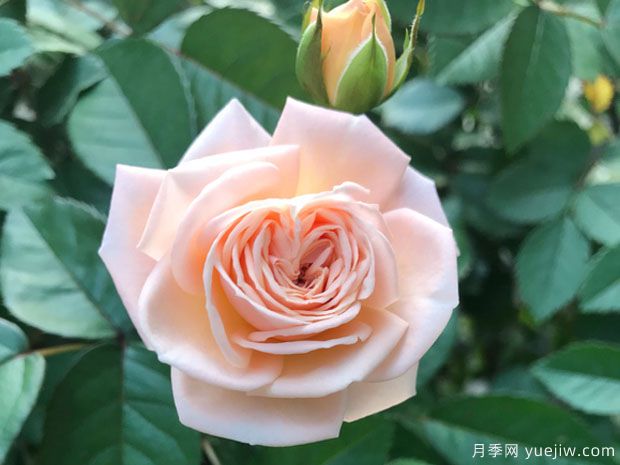 四个丘比特月季优缺点分享(图1)