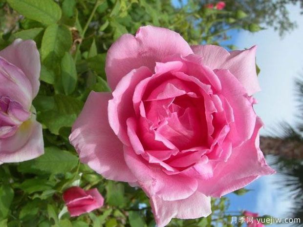 埃菲尔铁塔月季/巴黎铁塔(图2)