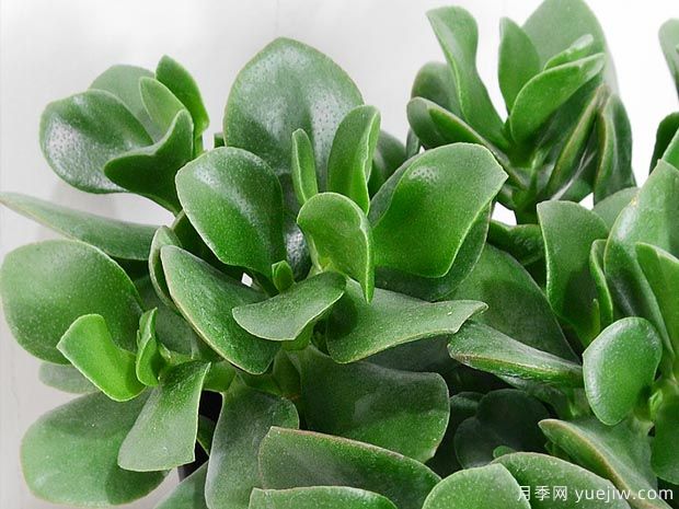多肉植物之玉树图片和养护(图1)