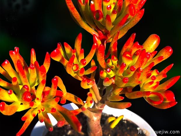 多肉植物之玉树图片和养护(图2)