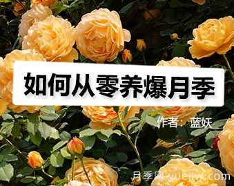 月季图书:蓝妖《如何从零养爆月季》(图1) 月季图书:蓝妖《如何从零养爆月季》(图1)
