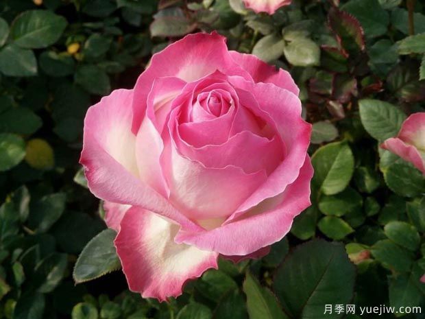 糖果雪山月季的优缺点是什么？和养护建议(图2)