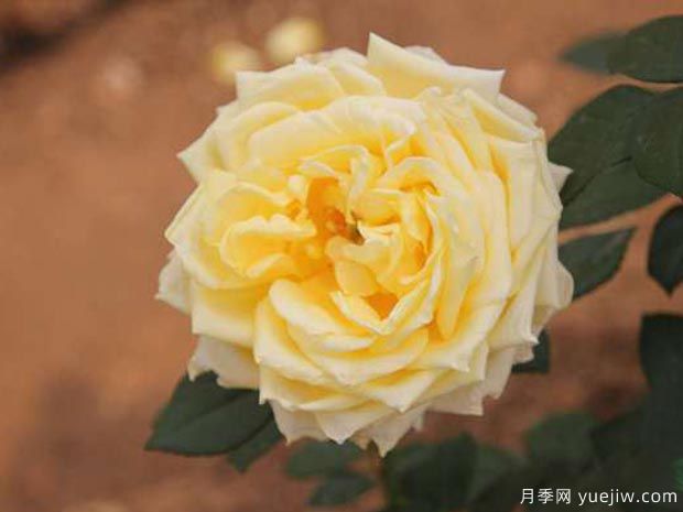 新星月季(图1) 新星月季(图1)