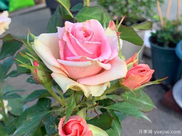 新生月季/新星月季(图1) 新生月季/新星月季(图1)