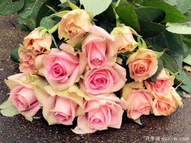 新生月季/新星月季(图2) 新生月季/新星月季(图2)