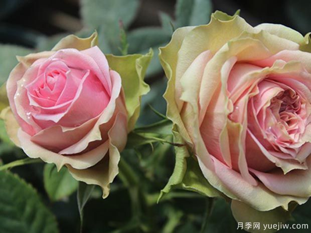 新生月季/新星月季(图4) 新生月季/新星月季(图4)