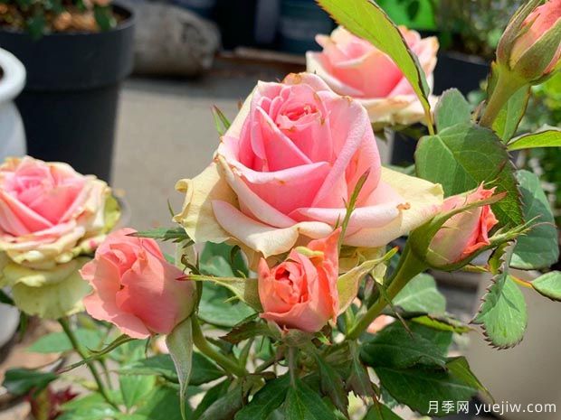新生月季/新星月季(图3) 新生月季/新星月季(图3)