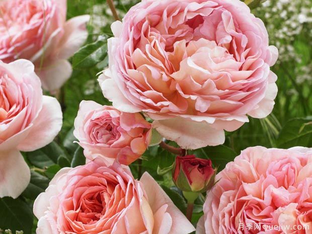 深扒月季间的亲戚关系是怎样的?(图6) 深扒月季间的亲戚关系是怎样的?(图6)