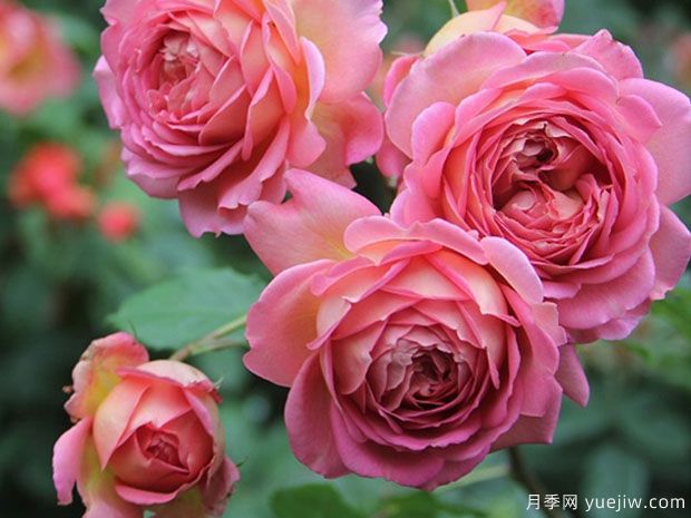 月季花哪个品种最好？经典月季花名称和图片(图3)