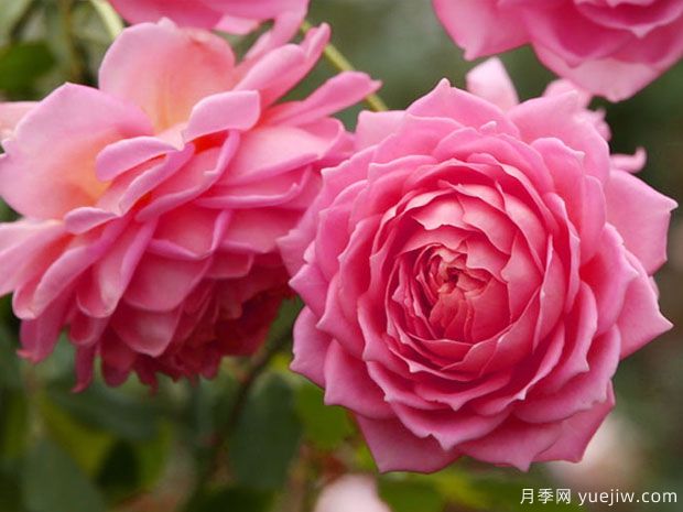 这8个品种能入选世界上最美的月季吗？(图8)