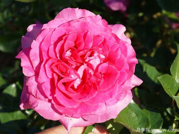 玛努玫昂月季/马诺/马努(图4)